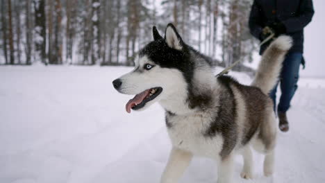 Close---up-of-the-Siberian-husky-walks-with-his-family-in-love-couple-through-the-winter-forest-in-slow-motion